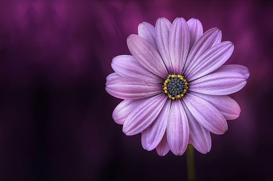 purple, osteospermum flower, close, photography, flower, lical, blosso, beautiful, beauty, bloom