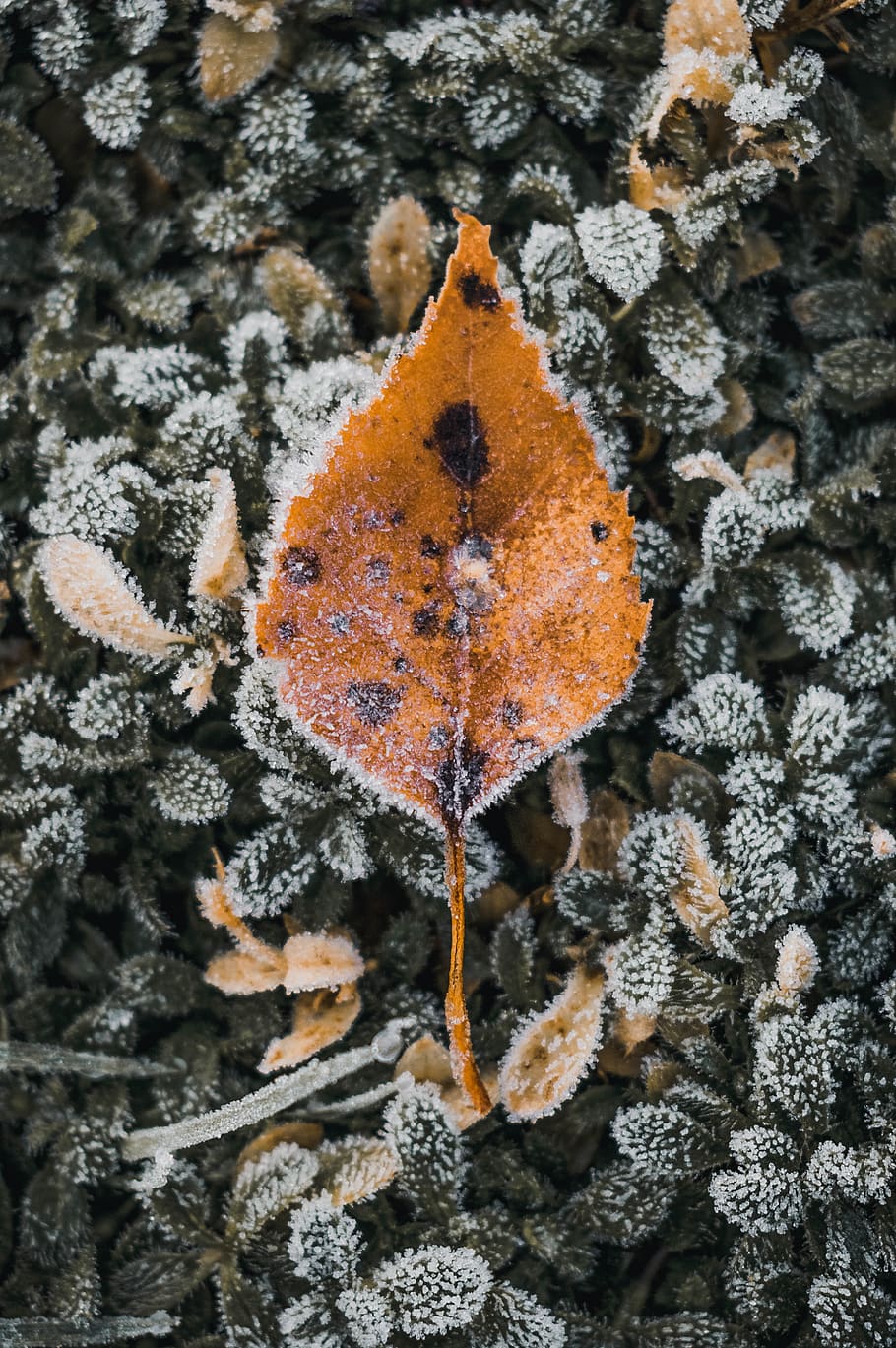 leaf, frost, hoarfrost, nature, cold, winter, frozen, autumn leaf, fall foliage, ground frost