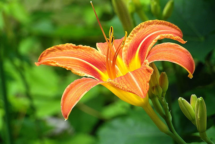 lily, flower, smolinosy, donuts, garden, orange, orange - yellow, colored, blooming, the petals