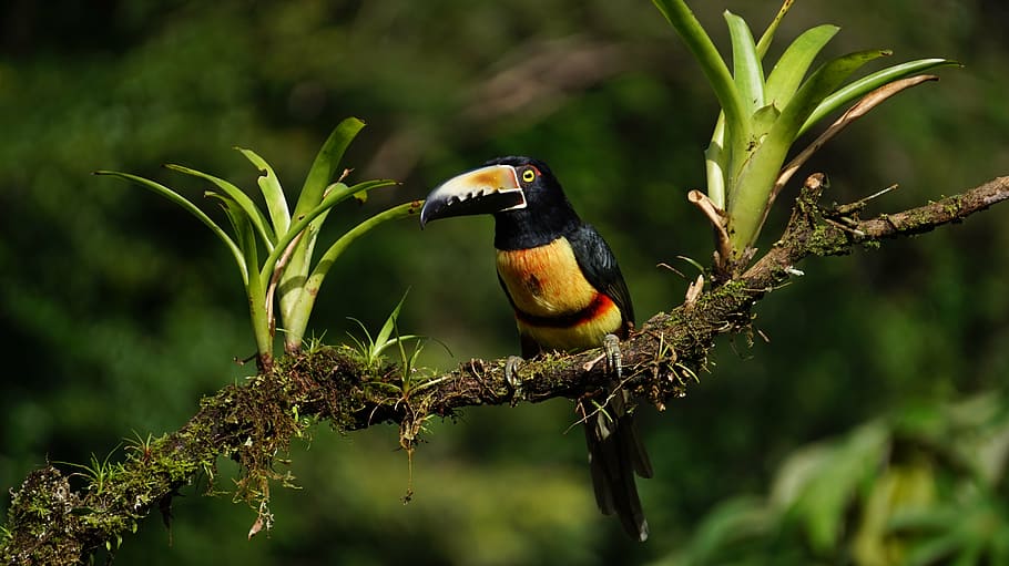 black, yellow, bird, collard araceri, costa rica, rain forest, wildlife, nature, animal, toucan