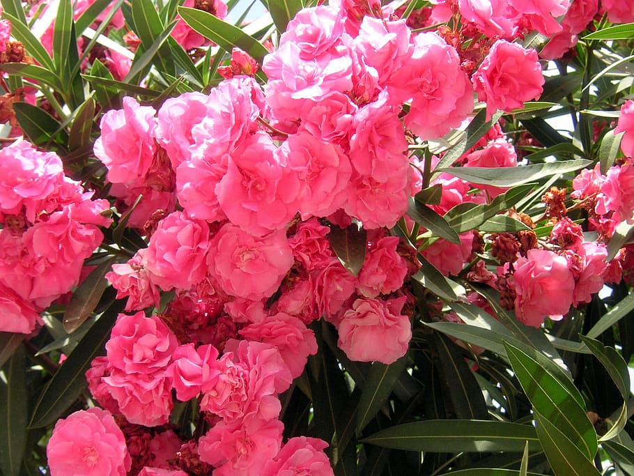 Oleander, Merah Muda, Bunga, berbunga, berlimpah, pertumbuhan, alam, klaster, ikat, bunga cerise