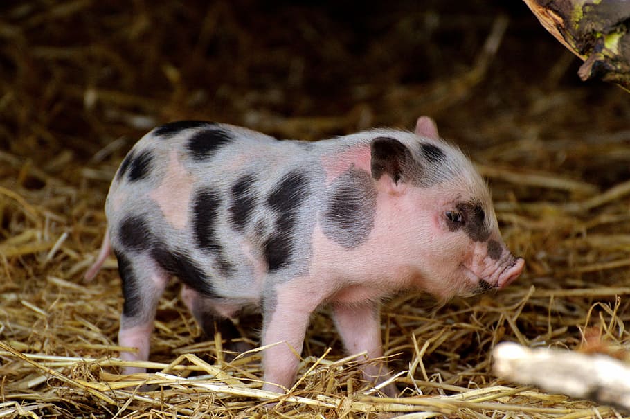 pink, black, piglet, dried, grass, small pigs, mini, cute, sweet, funny