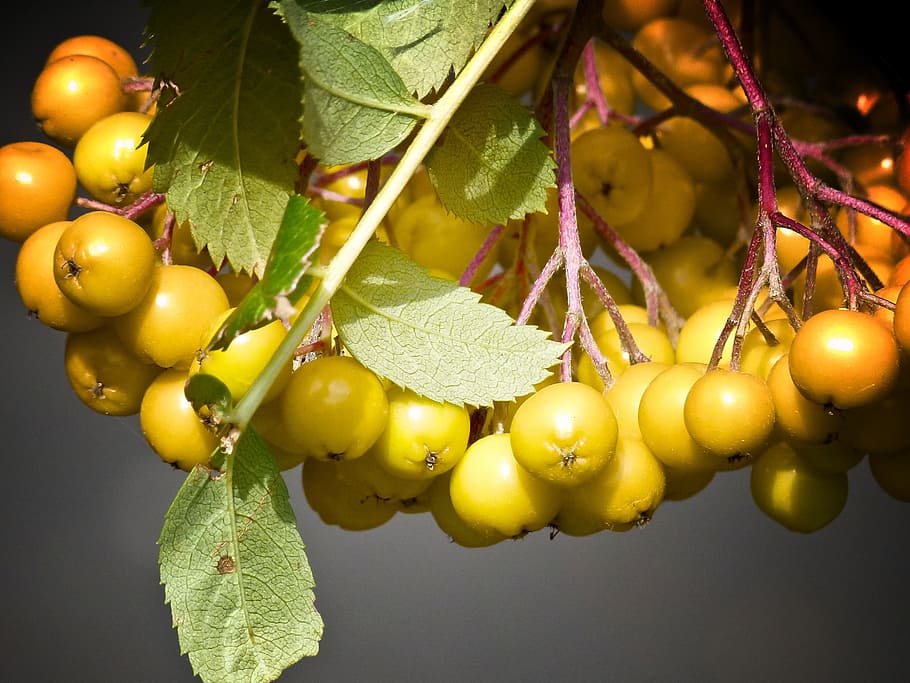 rowan berries, close-up, nature, garden, outdoor, juicy, food, ripe, healthy, fresh