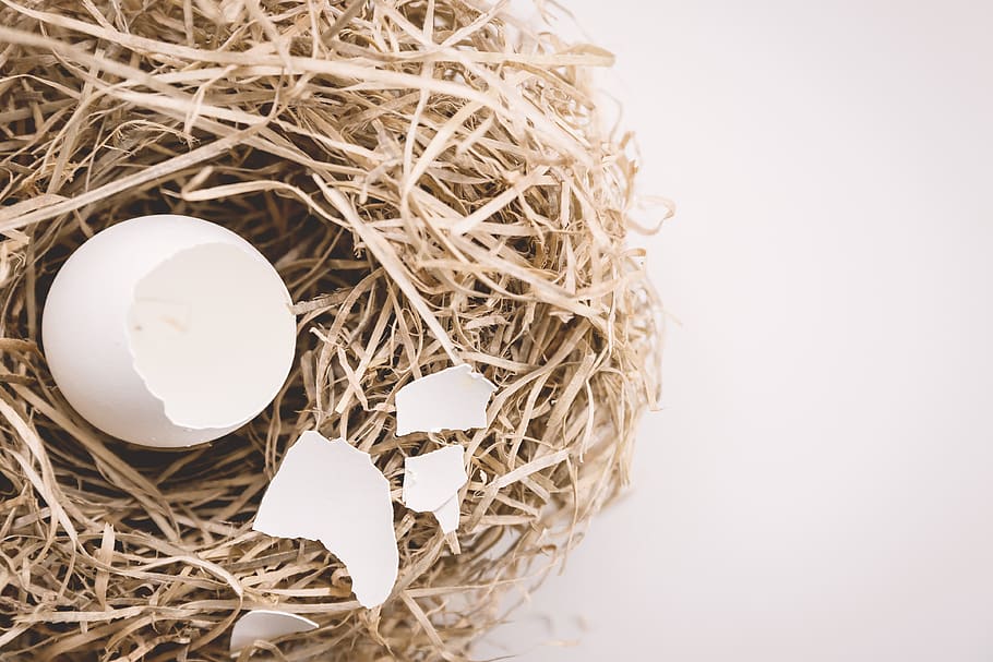 White, broken, egg, shells, nest., Concept, finance, personal, savings, retirement