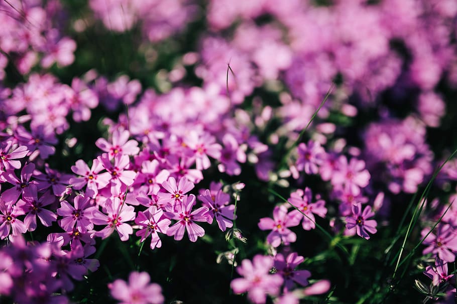bunga-bunga, berbunga, musim semi, Merah Muda, merapatkan, taman, flora, latar belakang, foral, alam