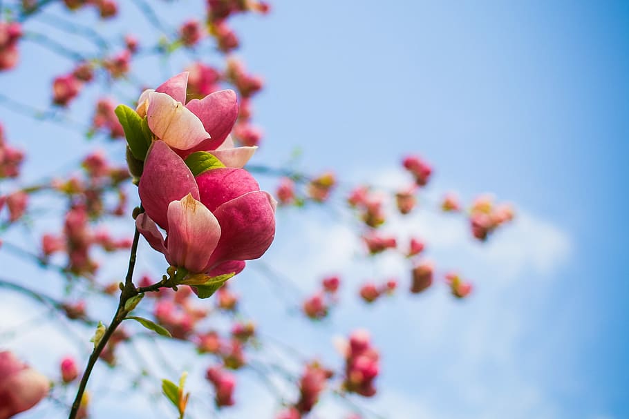 Primavera árvore floresce detalhes, Primavera, Árvore, Flores, Detalhe, colorido, céu, natureza, rosa Cor, flor