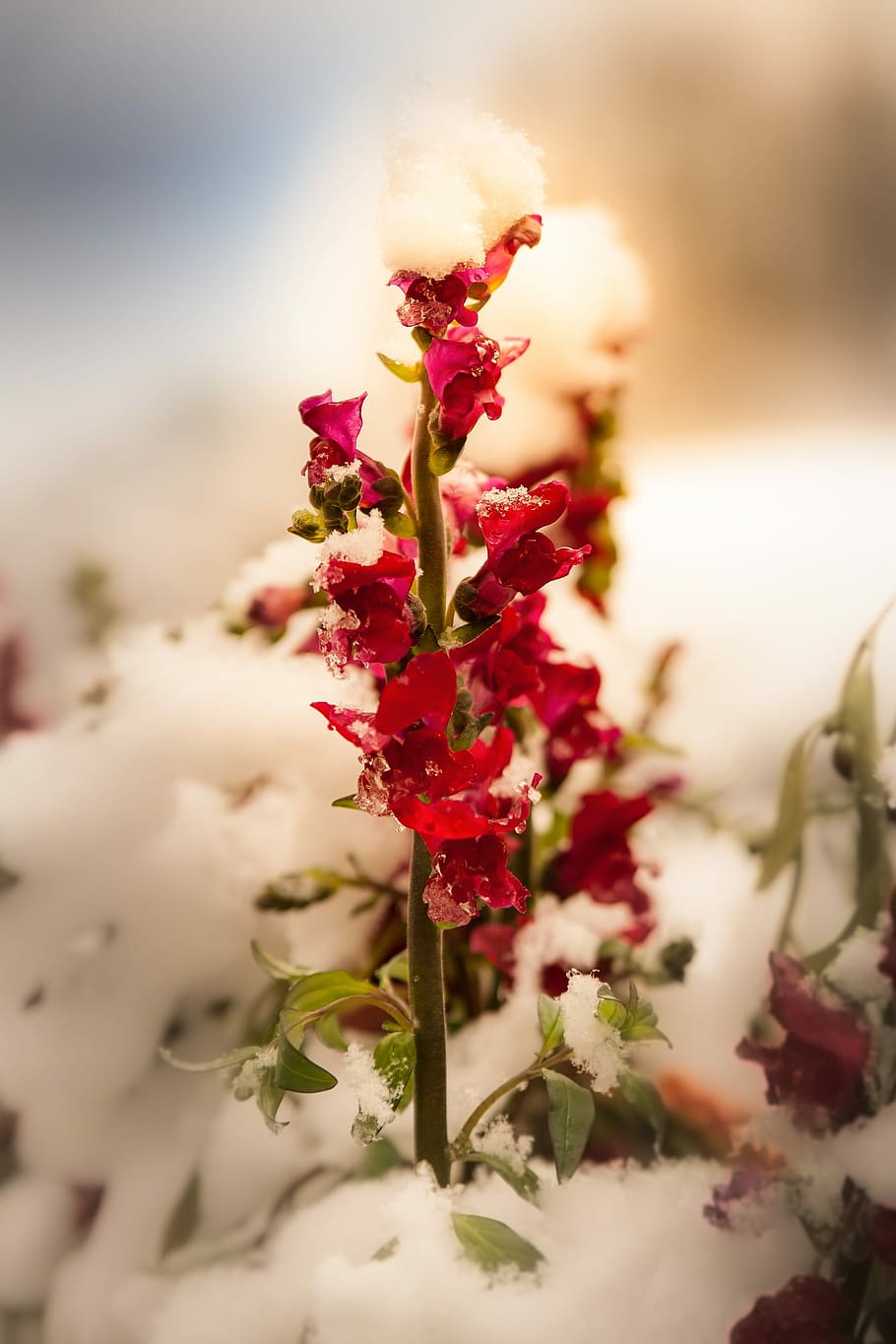 flower, red winter, snow, frost, light, survive, cold, blossom, bloom, nature