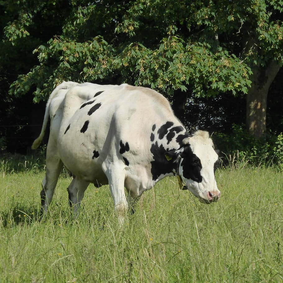 cow, milk cow, beef, black, white, animal, spotted, livestock, meadow,  herbivores | Pxfuel