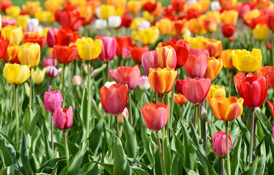rosa, amarillo, flores de tulipán, floración, durante el día, tulipanes, campo de tulipanes, tulpenbluete, florecido, campo de flores