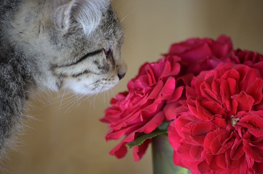 cat, smelling, red, rose, flower, flowers, dear, sweet, kitten, animals