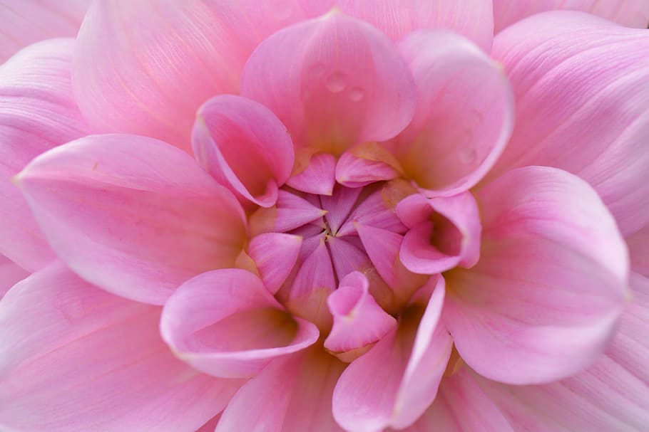 macro photo, pink, ball dahlia flower, flower, nature, dahlia, beauty, pink color, plant, close-up