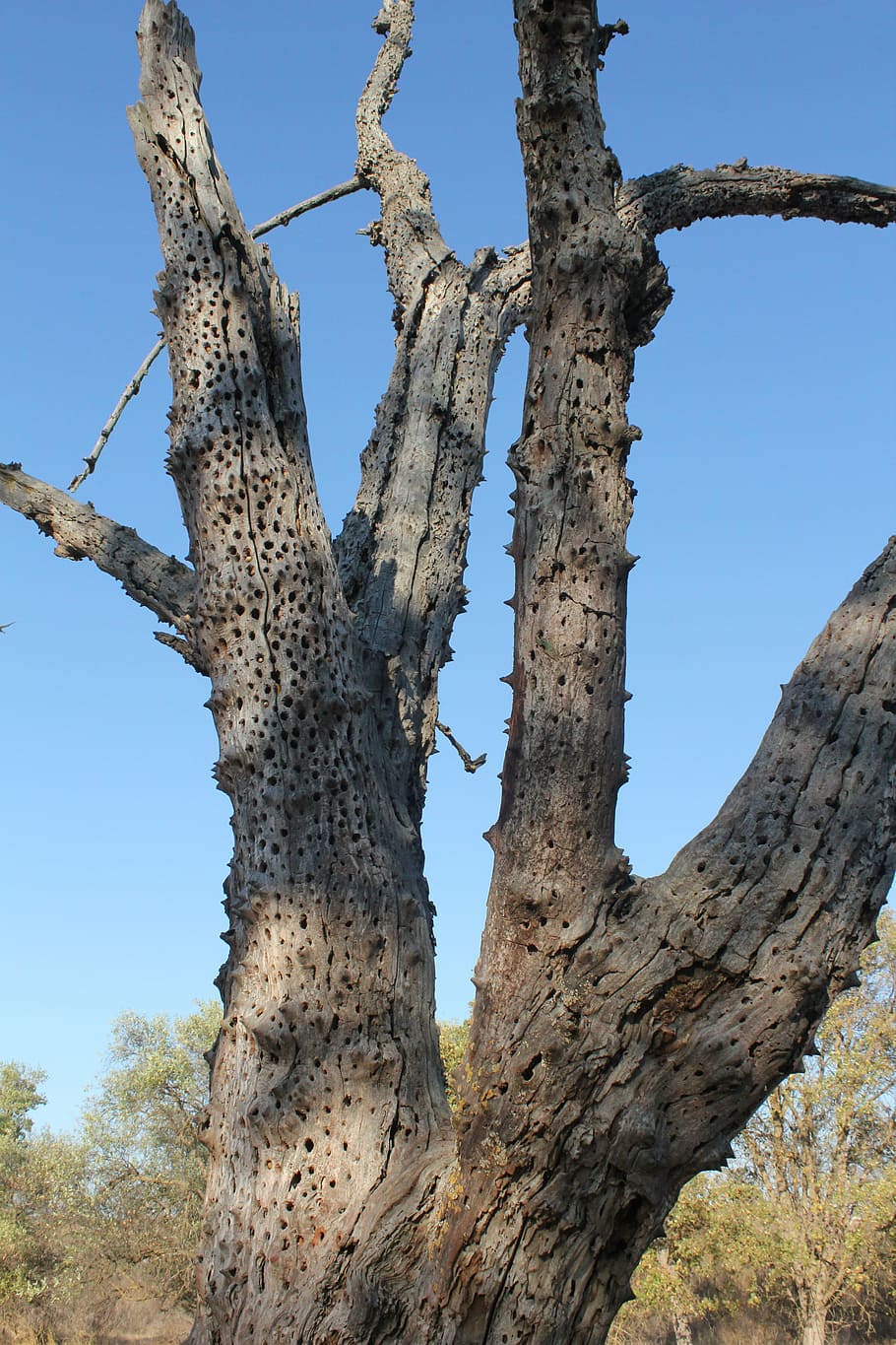 Muerto, árbol, seco, agujeros, medio ambiente, naturaleza, planta,  desierto, tronco de árbol, día | Pxfuel