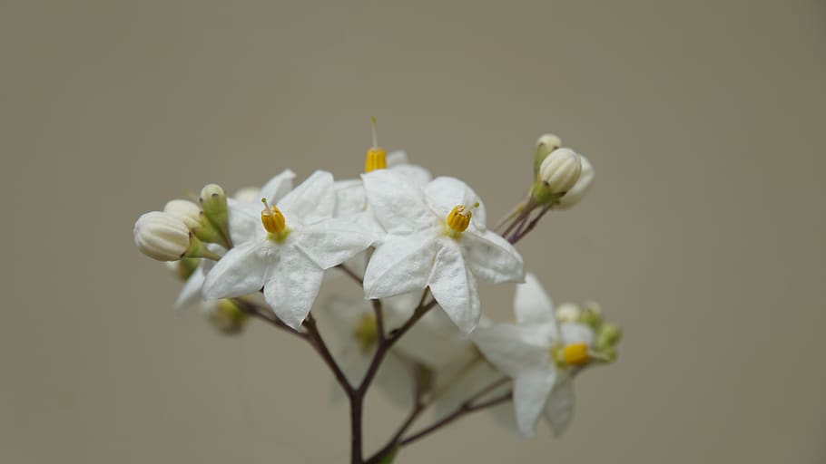white jasmine, summer jasmine, flowers, white, bloom, summer, plant, nature, flora, macro