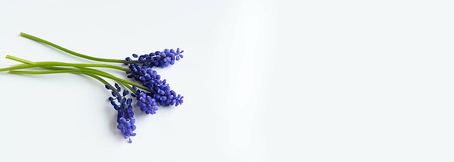 Púrpura, flores de pétalos, blanco, superficie, jacinto de uva, azul, flores, flores azules, jacinto, flor de primavera