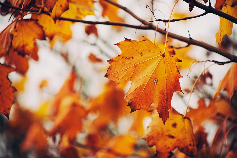 fotografía de hoja marrón, otoño, hojas, árbol, colores, naturaleza, temporada, amarillo, naranja, rojo