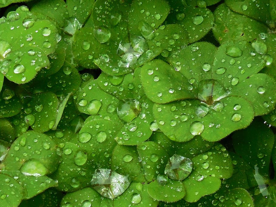 macro photo, water dew, green, leafed, plant, background, shamrock, clover, color, green leaf