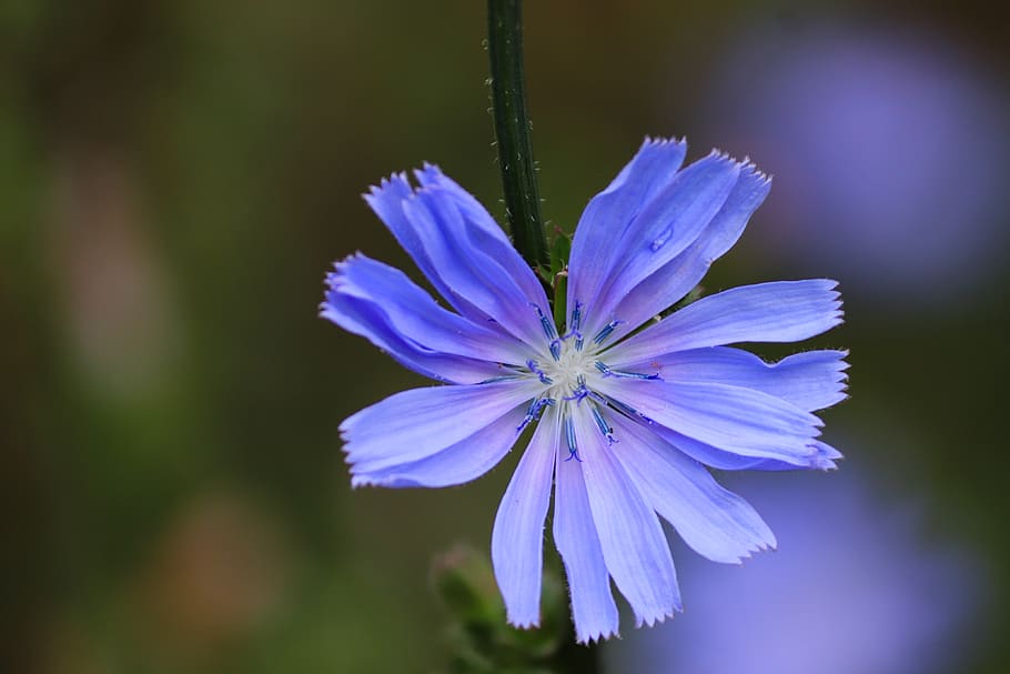 achicoria, achicoria común, flor, bloom, cichorium intybus, azul, compuestos, flora, azul claro, flor silvestre