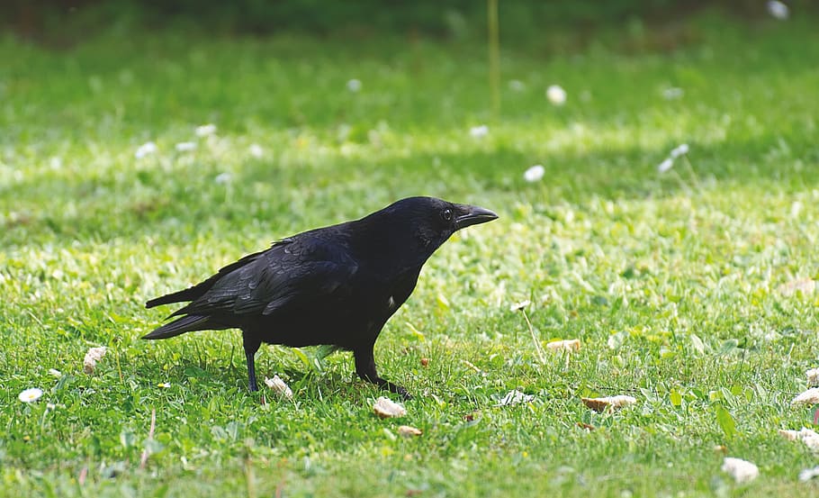 corvo comum, corvo, pássaro de corvo, natureza, pena, preto, plumagem, grama, animal, temas de animais
