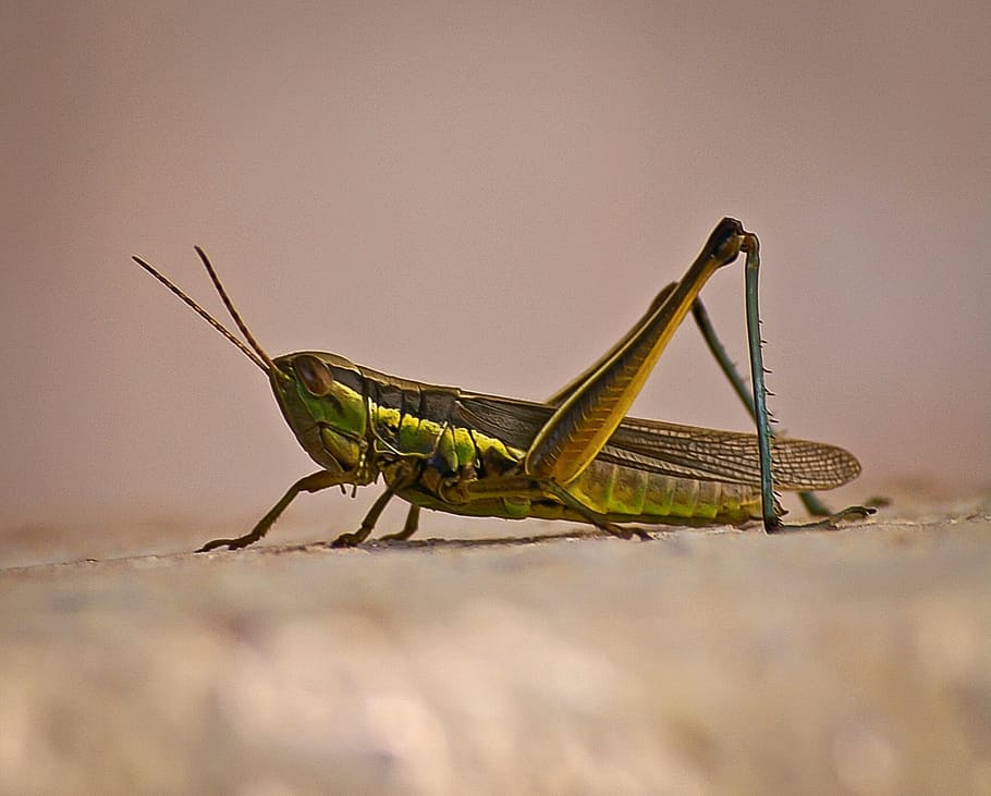 Grasshopper, Insect, Wild, green, wildlife, animal, nature, close-up, macro, invertebrate