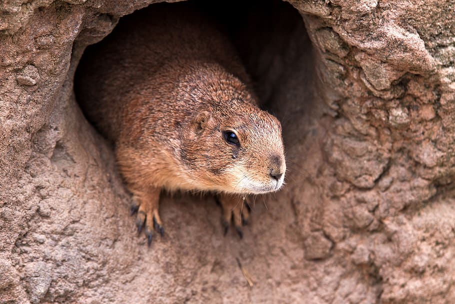 marmot, cave, cute, rodent, animal world, fur, zoo, creature, gophers, earth construction