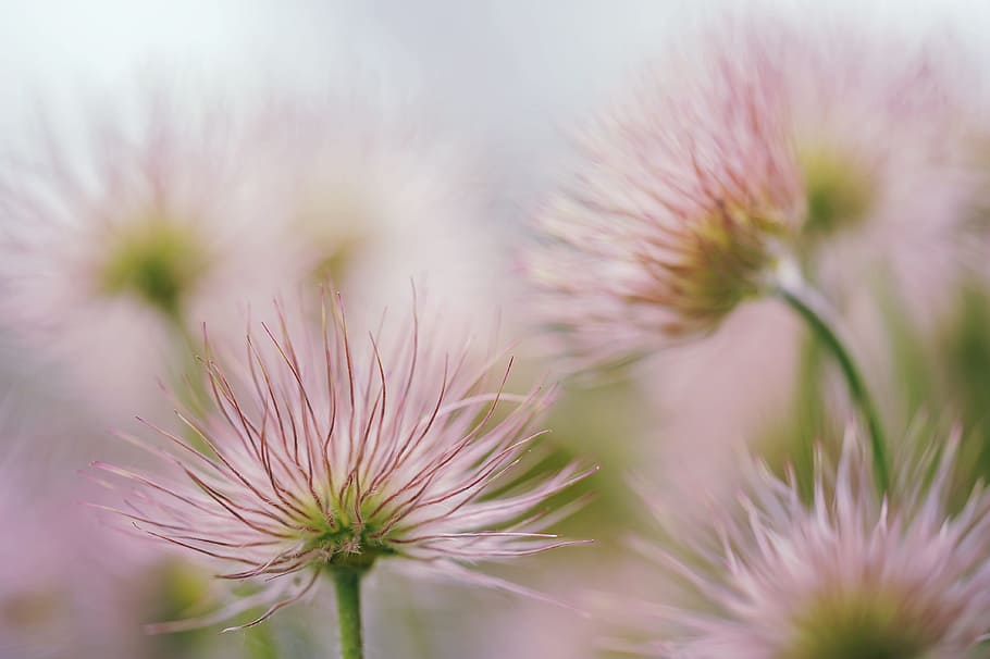 pink, petaled flowers, closeup, photography, pasqueflower, blossom, bloom, faded, seeds, tender