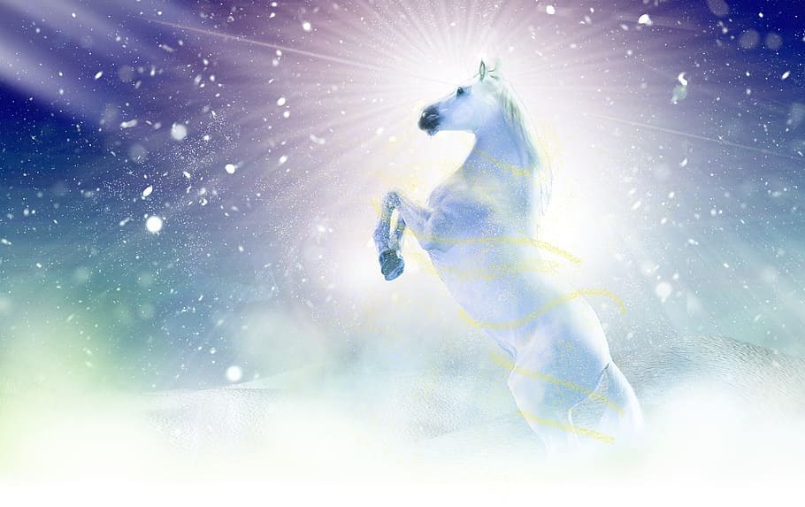 white, horse, standing, hind, legs, winter, christmas, space, snow, nature