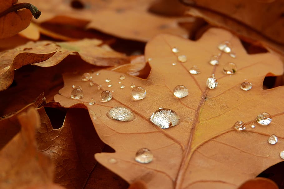 dew drops, dew, drops on the leaf, oak, oak leaves, autumn leaves, autumn, autumn colors, dry leaves, drops