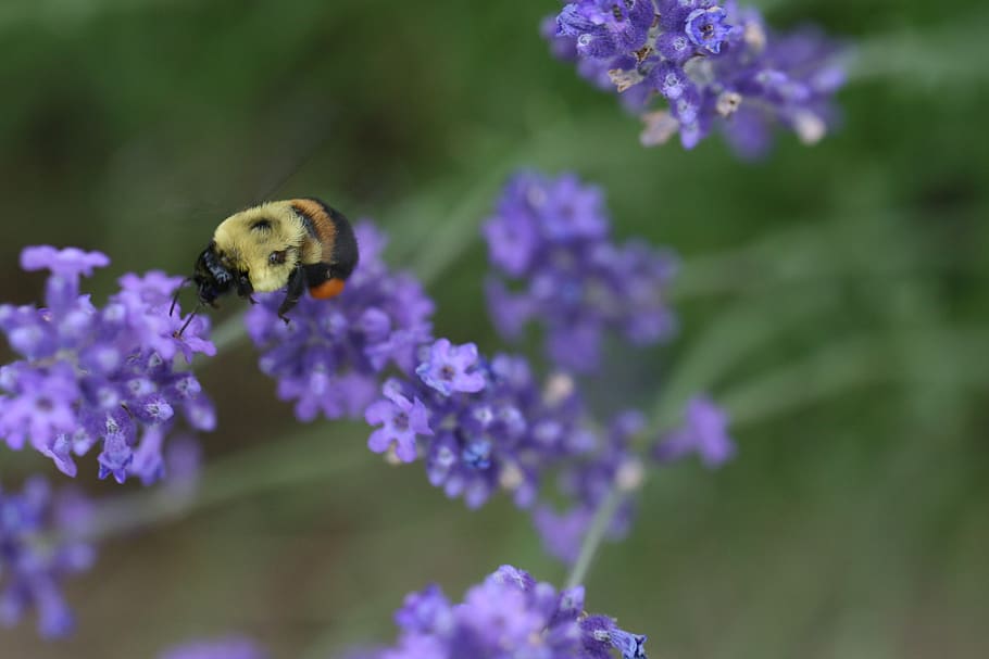 abeja, flor, macro, púrpura, pétalos, polen, primavera, naturaleza, jardín, detalle
