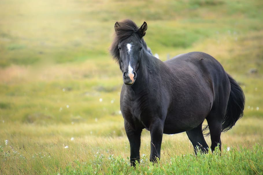 black, horse, standing, green, grass field, daytime, black horse, green grass, iceland horse, mare
