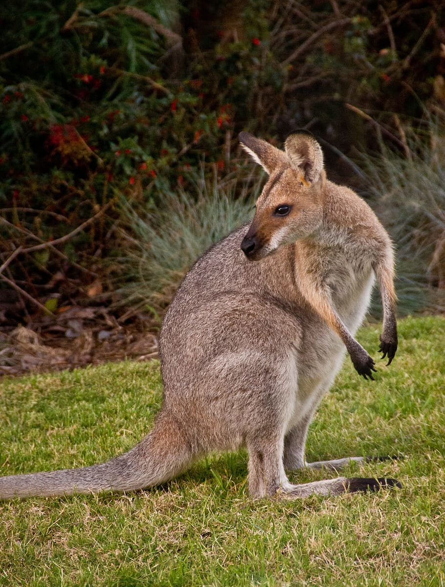 wallaby, wallaby de cuello rojo, australia, queensland, marsupial, salvaje, canguro, mamífero, fauna silvestre, animales salvajes