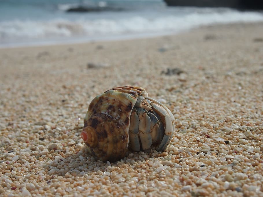 Hermit Crab, Yoron, Sea, Beach, crab, sea, beach, sand, day, outdoors, focus on foreground