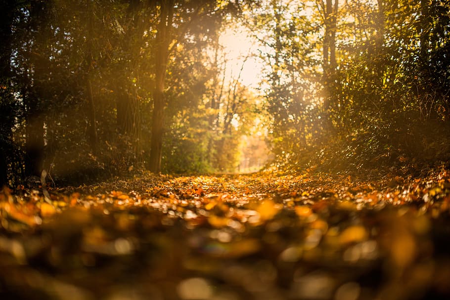 otoño, bosque, la, naturaleza, hoja, árbol, luz del sol, amarillo, al aire libre, temporada