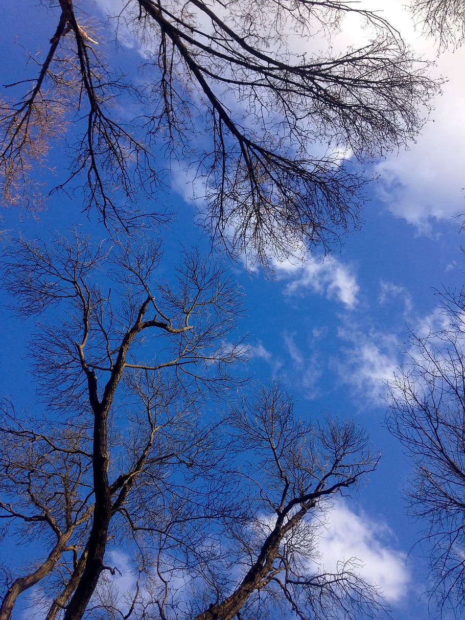Langit, Biru, Pohon, Awan, Langit Biru, cabang, musim semi, alam, kepenuhan, pohon telanjang