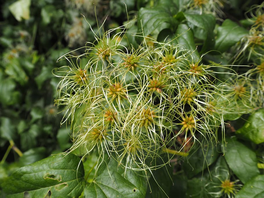 flor, floración, planta, naturaleza, jardín, fondo, crecimiento, belleza en la naturaleza, primer plano, foco en primer plano