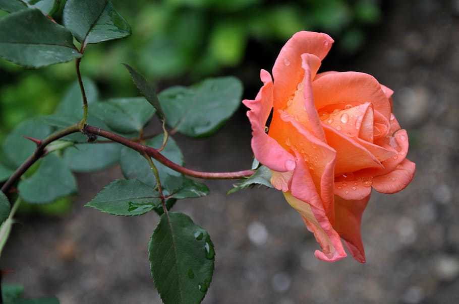 pink rose flower, flower, rose, macro, amorousness, garden, orange, summer, beauty, plant