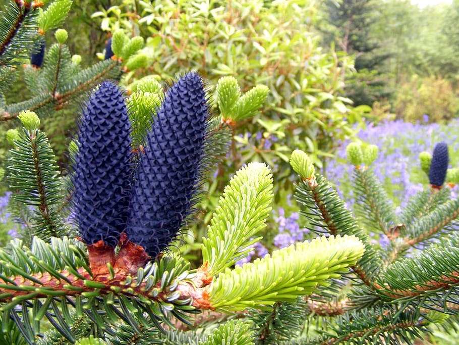 conifer, spindles, blue, tree, garden, pod, nature, outdoor, closeup, growth