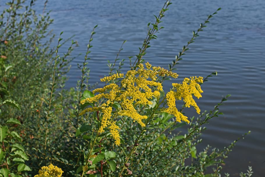 goldenrod at lakeside, flower, blossom, bloom, plant, summer, nature, meadow, allergen, yellow