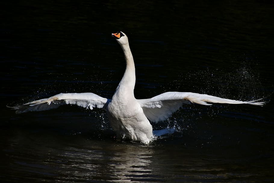 white, swan, body, water, Mute Swan, Bird, White, Feathers, feathers, one animal, animals in the wild