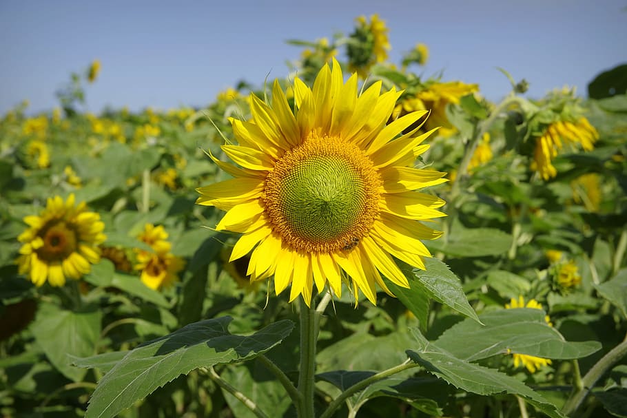 sunflowers, field, flower, yellow, bees, golden, plant, bloom, blooming sunflower, the cultivation of