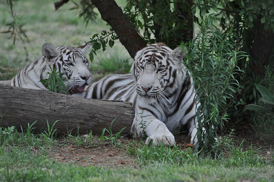 white tigers, nature, wildlife, animal, striped, tiger, bengal Tiger, mammal, carnivore, undomesticated Cat
