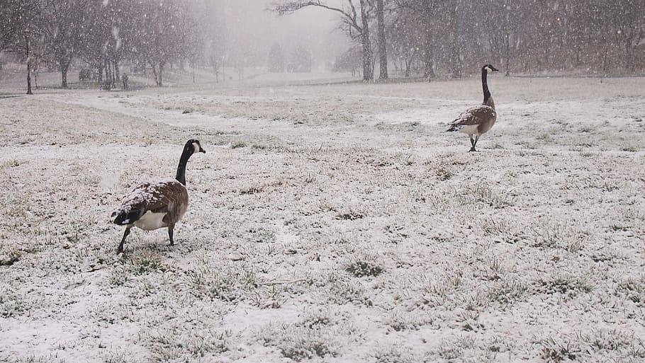 Geese, Snow, snowy park, follow the leader, goose, park, outdoor, snowfall, snowflakes, nature