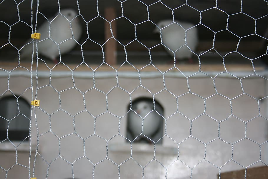 pigeons, homing pigeons, white, messenger, bird, dove, fence, focus on foreground, chainlink fence, barrier