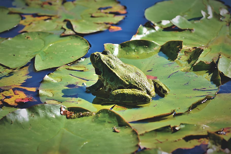 frog, toad, amphibians, animal, creature, lily pad, water creature, pond, leaf, plant part