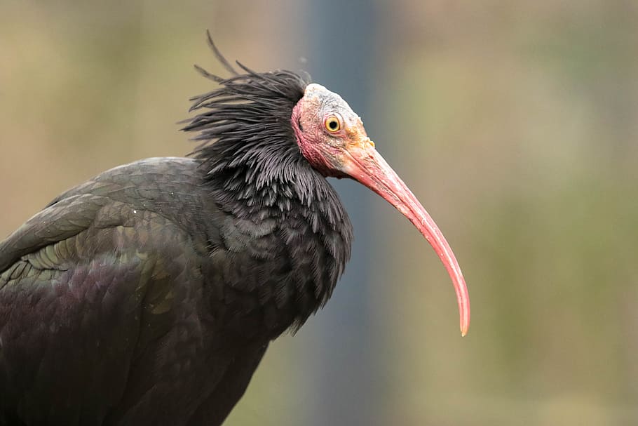 selective, focus photo, black, vulture bird, exotic, predator, bird, is watching, beak, watching
