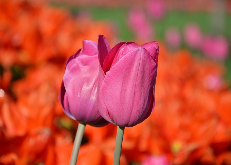 macro shot, two, pink, tulips, red, macro, vivid color, nature, close-up, turkey