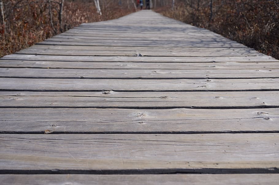 nature, ottawa, outdoor, spring, landscape, boardwalk, wood - material, the way forward, direction, pattern