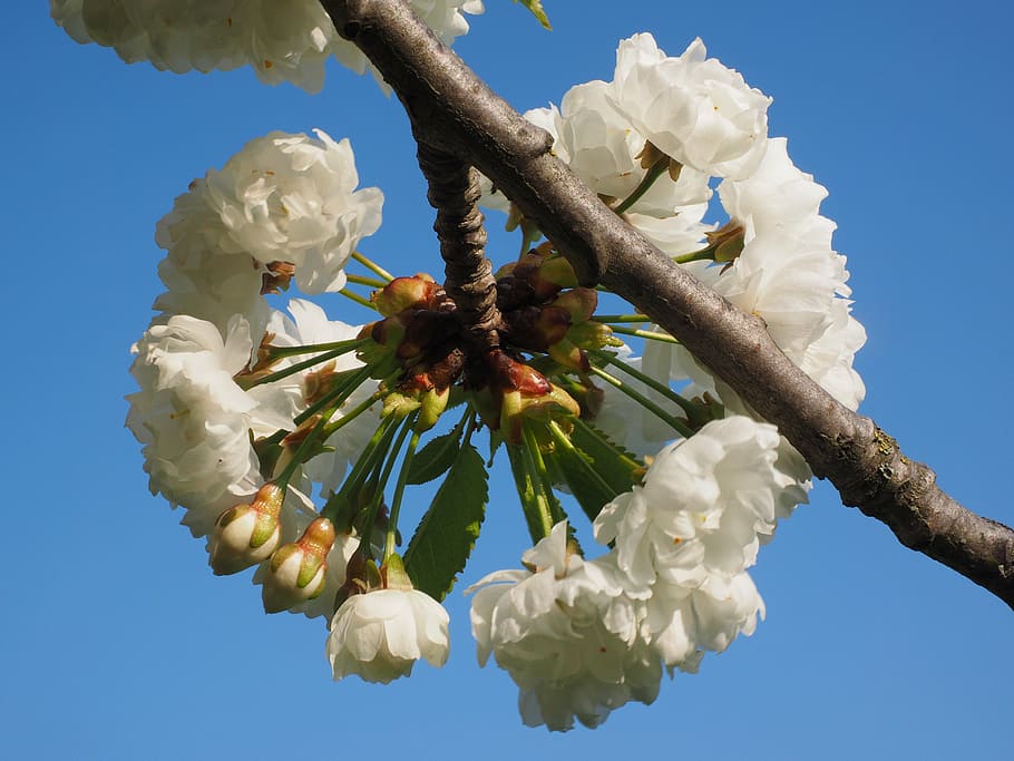 sakura, putih, musim semi, mekar, sakura putih, pohon, cabang bunga, herrlich, melimpah, subur