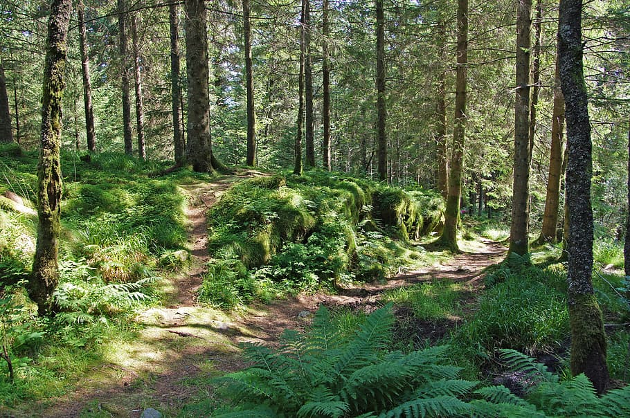 forest during daytime, forest, scandinavia, norway, nature, forest path, trees, moss, path, fern