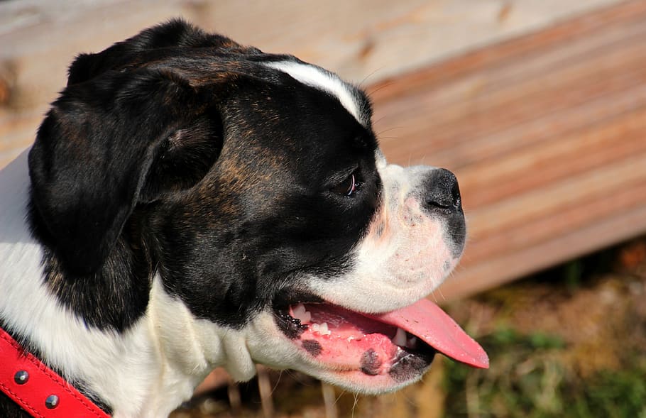 dog, boxer, black and white, pet, portrait, pant, rest, domestic animals, canine, domestic