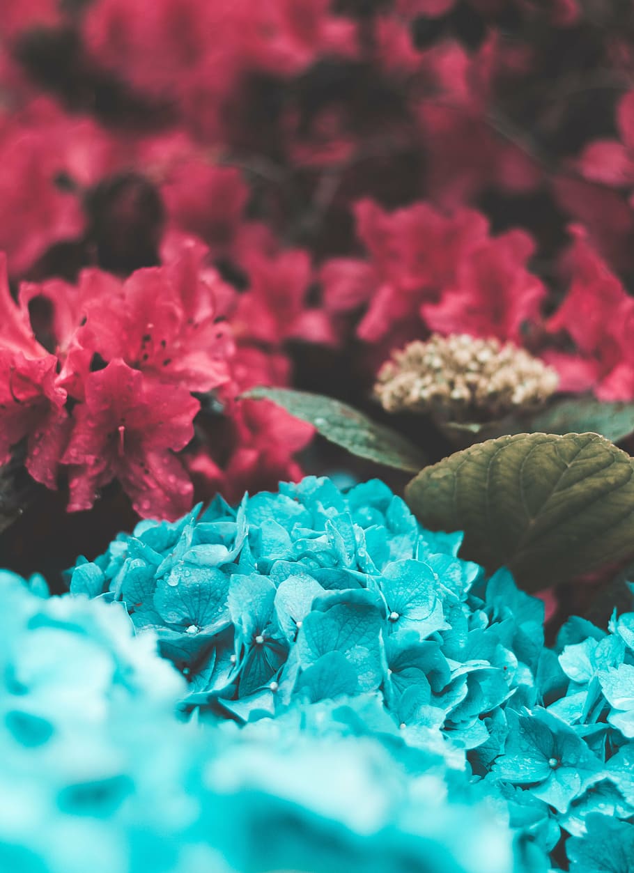 red, blue, petaled flower, pink, flowers, petals, garden, nature, plants, blur